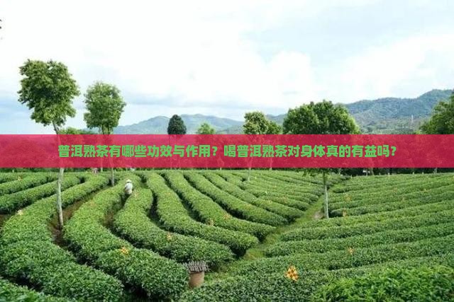 普洱熟茶有哪些功效与作用？喝普洱熟茶对身体真的有益吗？