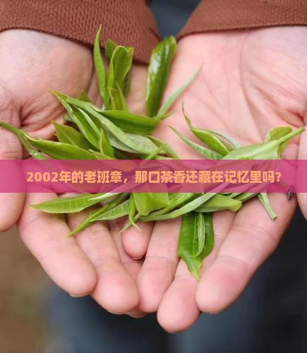 2002年的老班章，那口茶香还藏在记忆里吗？