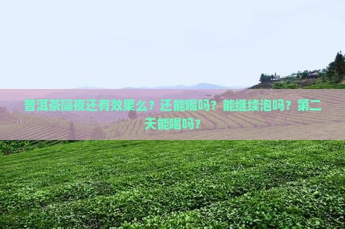 普洱茶隔夜还有效果么？还能喝吗？能继续泡吗？第二天能喝吗？