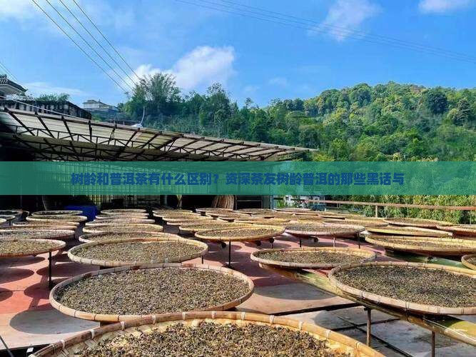 树龄和普洱茶有什么区别？资深茶友树龄普洱的那些黑话与