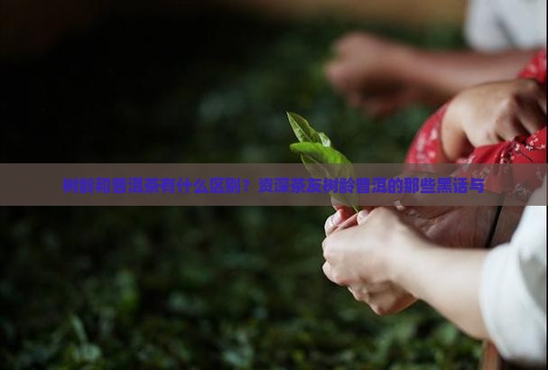 树龄和普洱茶有什么区别？资深茶友树龄普洱的那些黑话与