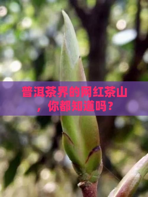 普洱茶界的网红茶山，你都知道吗？