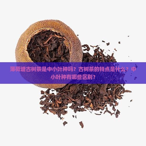 薄荷塘古树茶是中小叶种吗？古树茶的特点是什么？中小叶种有哪些区别？