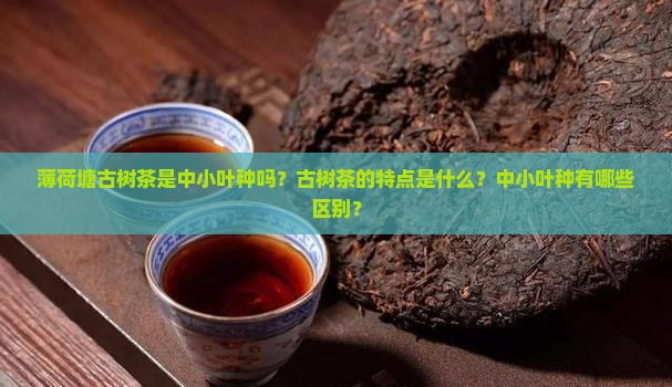 薄荷塘古树茶是中小叶种吗？古树茶的特点是什么？中小叶种有哪些区别？