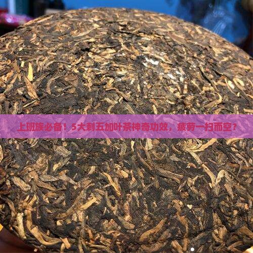 上班族必备！5大刺五加叶茶神奇功效，疲劳一扫而空？