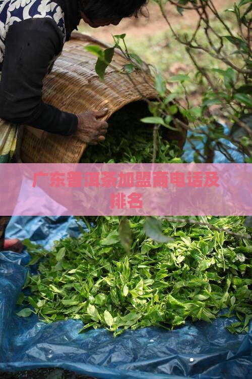 广东普洱茶加盟商电话及排名