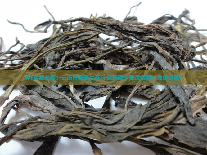#1买家必看！云南普洱茶生茶or熟茶哪个更适合我？急求答案！