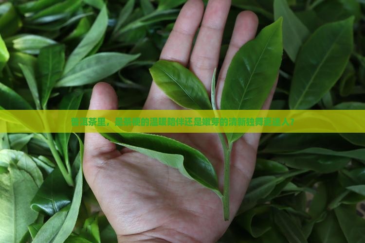 普洱茶里，是茶梗的温暖陪伴还是嫩芽的清新独舞更迷人？