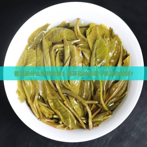 普洱茶什么季节发酵？春茶和秋茶哪个更适合发酵？