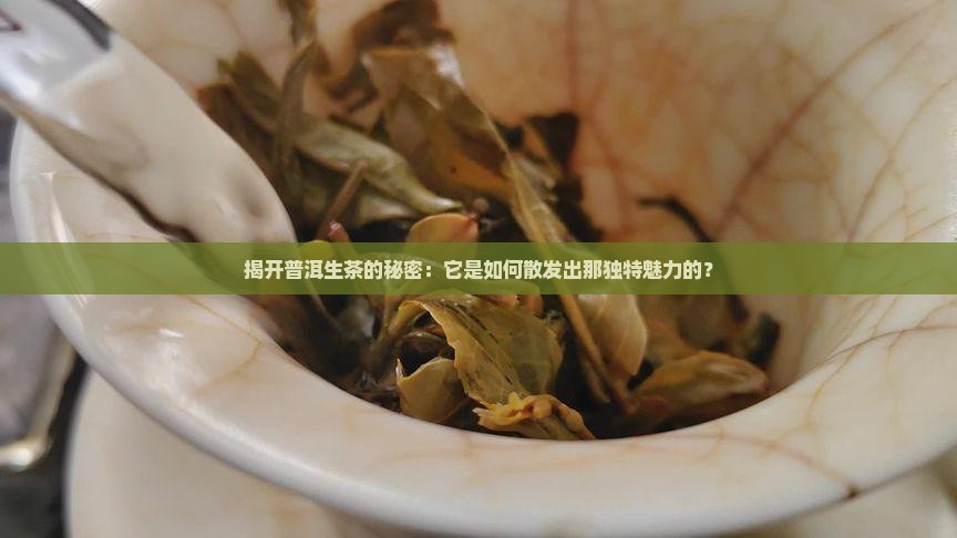 揭开普洱生茶的秘密：它是如何散发出那独特魅力的？