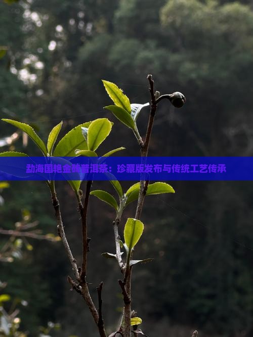 勐海国艳金砖普洱茶：珍藏版发布与传统工艺传承