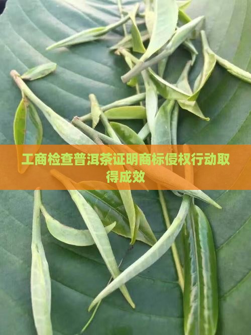 工商检查普洱茶证明商标侵权行动取得成效