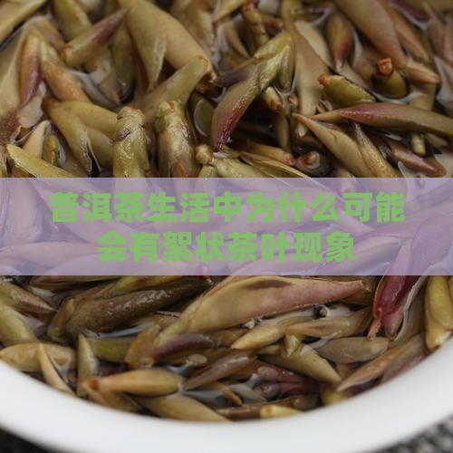 普洱茶生活中为什么可能会有絮状茶叶现象