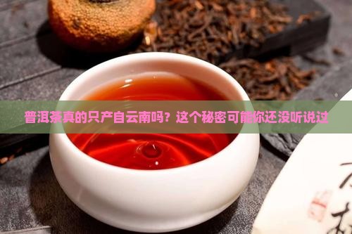 普洱茶真的只产自云南吗？这个秘密可能你还没听说过