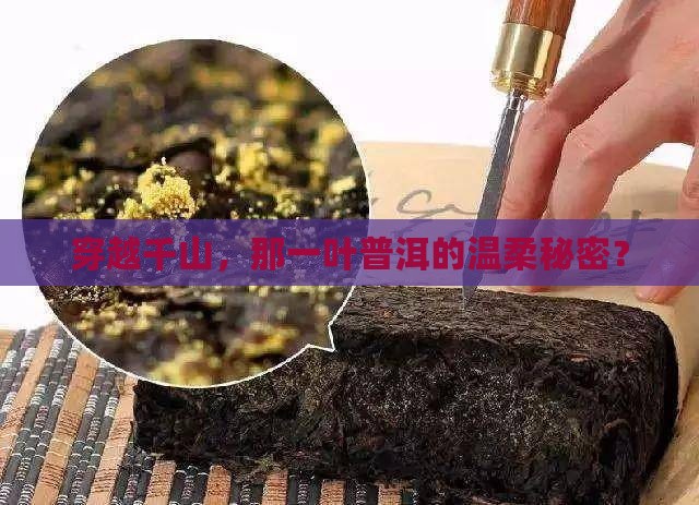 穿越千山，那一叶普洱的温柔秘密？