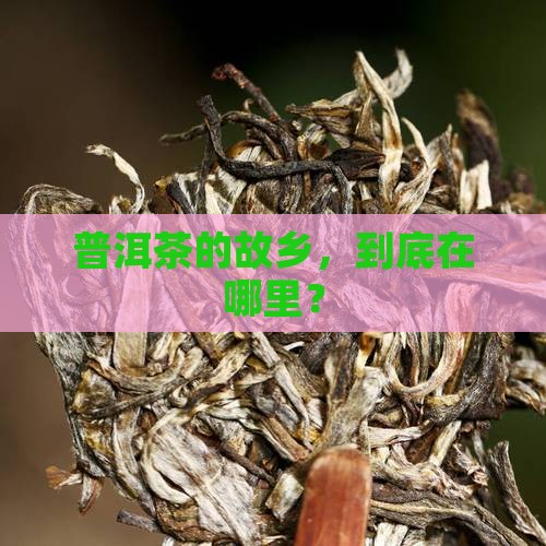 普洱茶的故乡，到底在哪里？