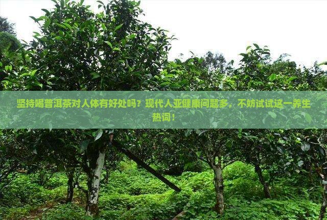 坚持喝普洱茶对人体有好处吗？现代人亚健康问题多，不妨试试这一养生热词！