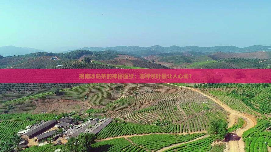 揭南冰岛茶的神秘面纱：哪种茶叶最让人心动？