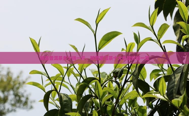 陕西普洱茶多少钱一斤，陕西普洱茶十大名牌价格一览