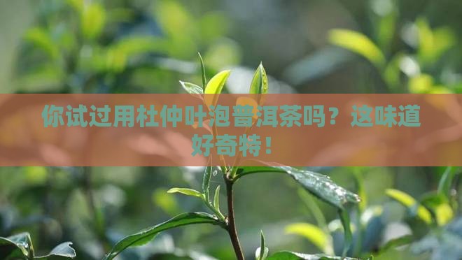 你试过用杜仲叶泡普洱茶吗？这味道好奇特！
