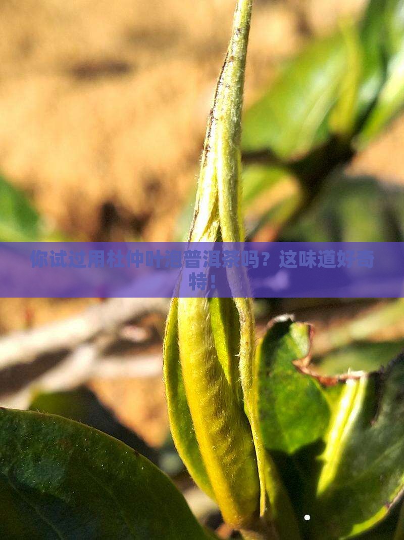 你试过用杜仲叶泡普洱茶吗？这味道好奇特！