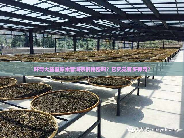 好奇大益益原素普洱茶的秘密吗？它究竟有多神奇？