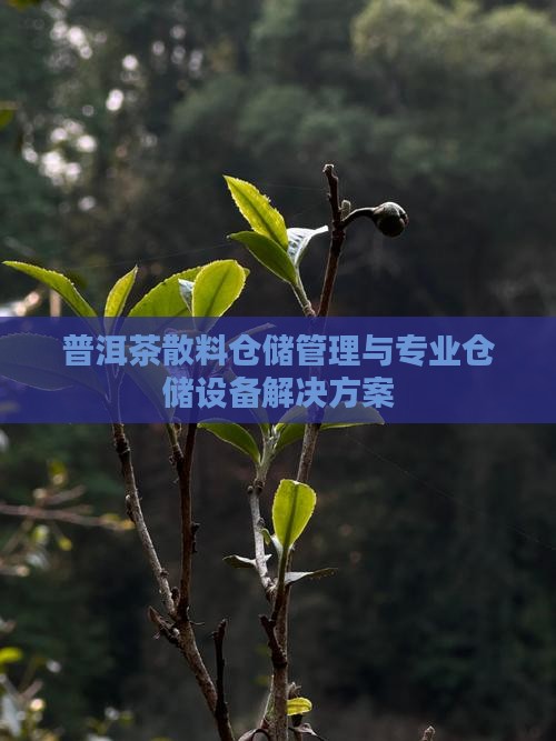 普洱茶散料仓储管理与专业仓储设备解决方案