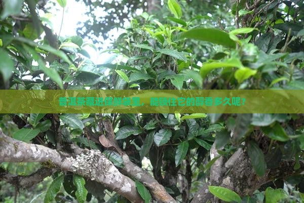 普洱茶藏进保鲜袋里，能锁住它的醇香多久呢？