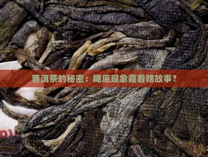 普洱茶的秘密：糊底现象藏着啥故事？
