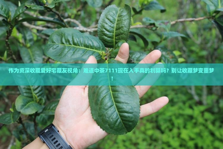 作为资深收藏爱好宅藏友视角：难道中茶7111现在入手真的划算吗？别让收藏梦变噩梦！