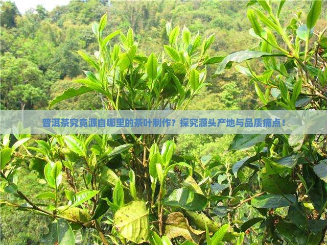 普洱茶究竟源自哪里的茶叶制作？探究源头产地与品质痛点！