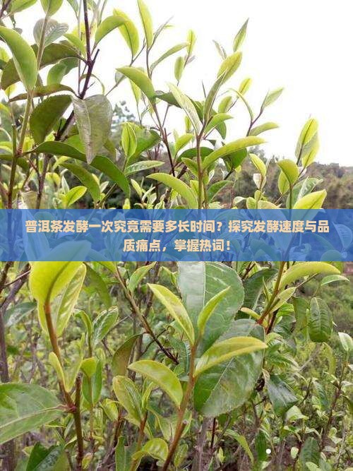 普洱茶发酵一次究竟需要多长时间？探究发酵速度与品质痛点，掌握热词！