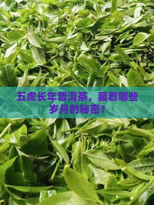 五虎长年普洱茶，藏着哪些岁月的秘密？