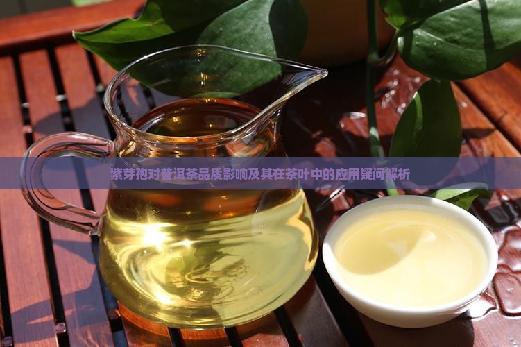 紫芽孢对普洱茶品质影响及其在茶叶中的应用疑问解析