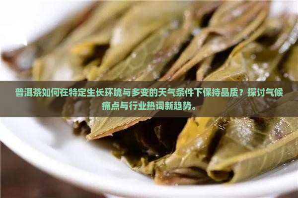 普洱茶如何在特定生长环境与多变的天气条件下保持品质？探讨气候痛点与行业热词新趋势。