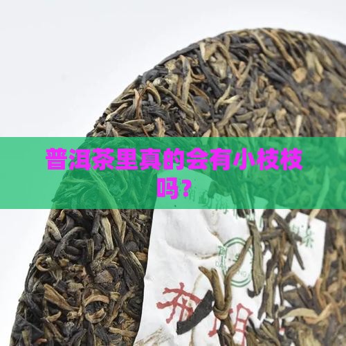 普洱茶里真的会有小枝枝吗？