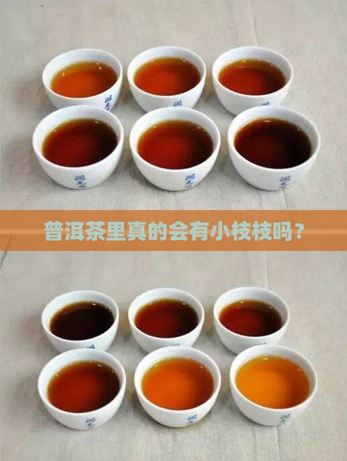 普洱茶里真的会有小枝枝吗？