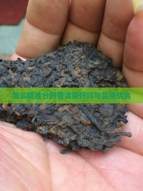 怎么精准分辨普洱茶好坏与品质优劣
