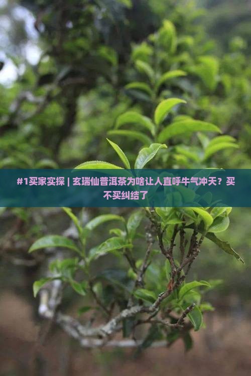 #1买家实探 | 玄瑞仙普洱茶为啥让人直呼牛气冲天？买不买纠结了