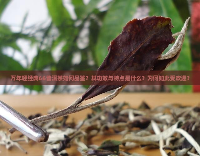 万年轻经典66普洱茶如何品鉴？其功效与特点是什么？为何如此受欢迎？