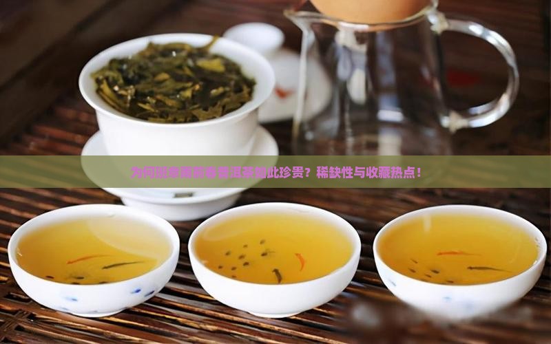 为何班章雨前春普洱茶如此珍贵？稀缺性与收藏热点！