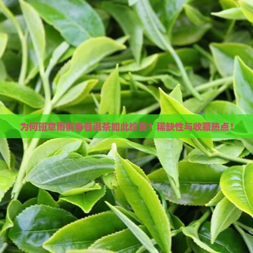 为何班章雨前春普洱茶如此珍贵？稀缺性与收藏热点！