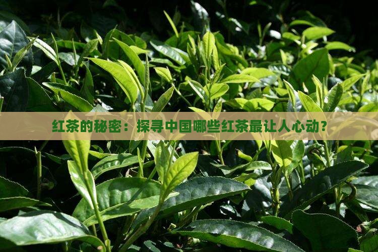 红茶的秘密：探寻中国哪些红茶最让人心动？