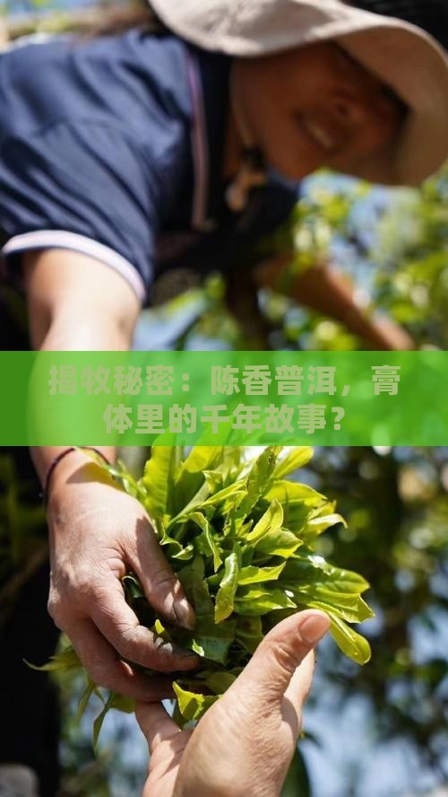 揭牧秘密：陈香普洱，膏体里的千年故事？