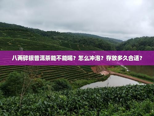 八两碎银普洱茶能不能喝？怎么冲泡？存放多久合适？