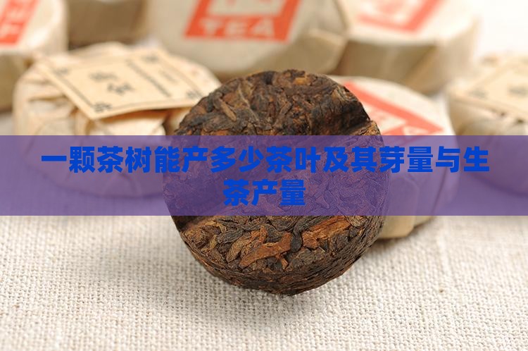 一颗茶树能产多少茶叶及其芽量与生茶产量