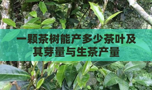 一颗茶树能产多少茶叶及其芽量与生茶产量