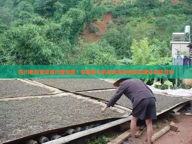 四川老班章渠道代理加盟？茶圈爆火的老班章普洱茶加盟还能错过吗