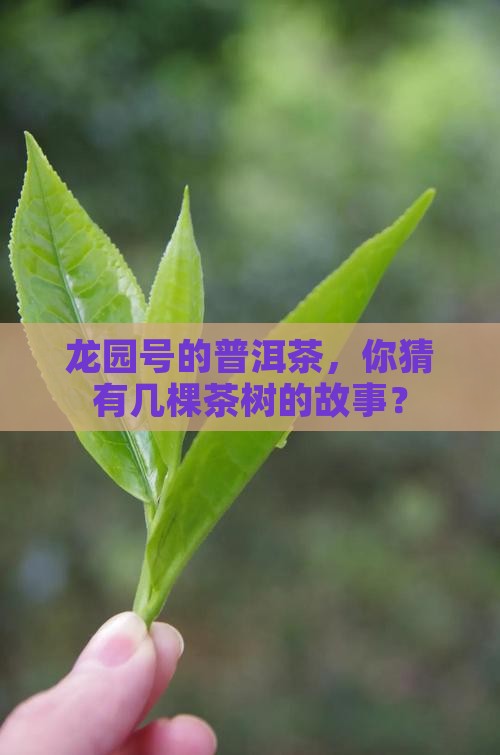 龙园号的普洱茶，你猜有几棵茶树的故事？