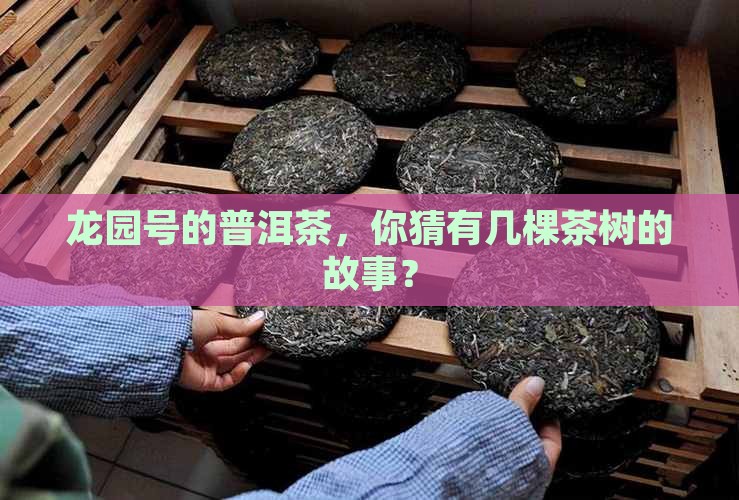 龙园号的普洱茶，你猜有几棵茶树的故事？
